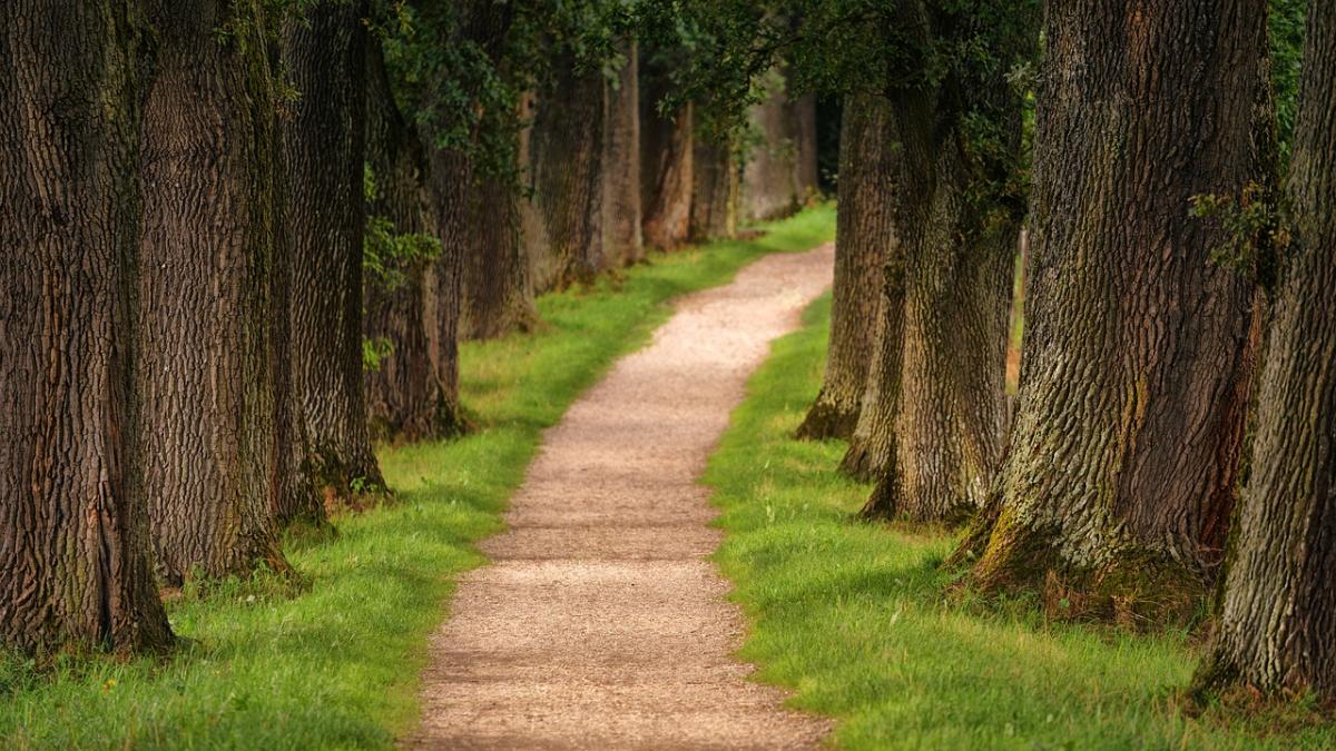 wooded trail